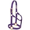 Weaver Leather - Original Non-Adjustable Halter, Purple, 1 Inch Large Horse Or 2-Year-Old Draft -Ranch & farm shop only. 101128 37284.1673455089