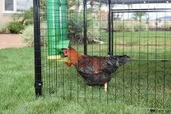 Rugged Ranch High End Poultry Waterer -Ranch & farm shop only. 1787560 6 28180.1663772155