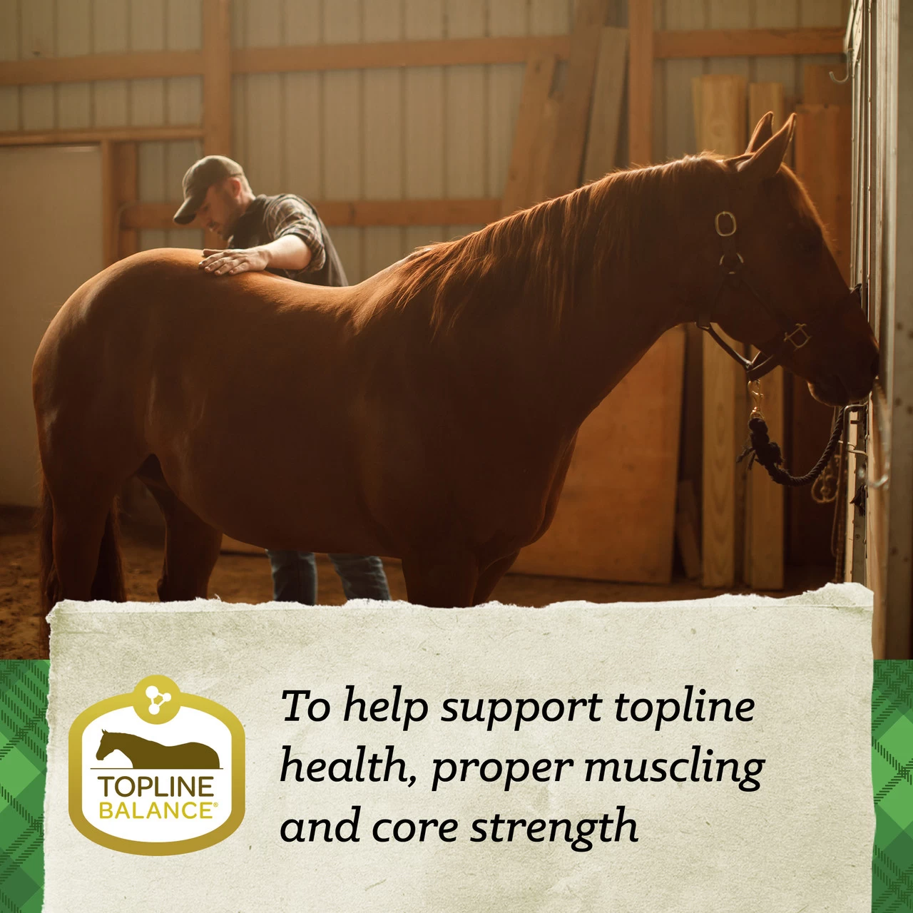 Nutrena SafeChoice Senior Horse Feed - 50lb Bag 13 Nutrena SafeChoice Senior Horse Feed - 50lb Bag - Image 11